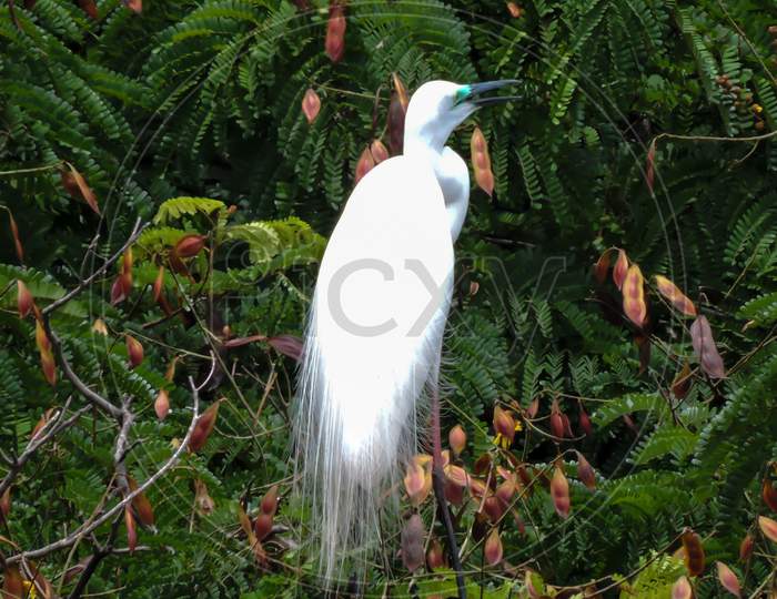 The Great Egret In Daylight Breeding On Tree