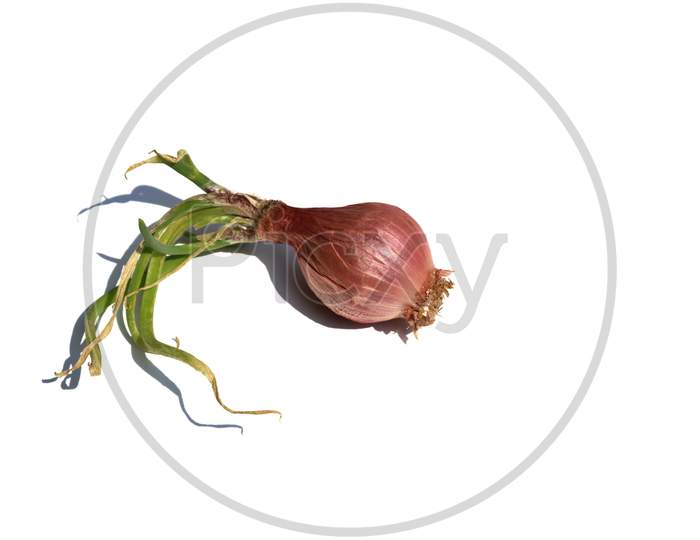 Sprouting Onion Isolated On White Background With Copy Space