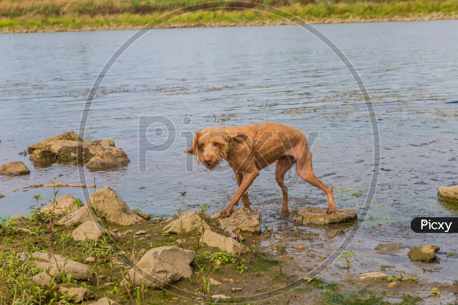 Wirehaired Vizsla Dog Coming Out Of The Water On An Active Day Enjoying Nature