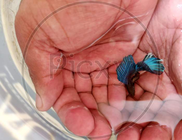 Beautiful Blue Super Delta Betta Fish The Siamese Fighting Fish Swimming In Hands