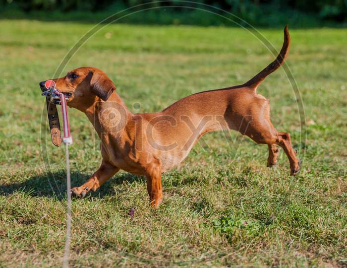 Profile Of A Playing Dachshund On A Green Meadow With A Green Blurred Background On Wonderful And Sunny Day, Copy Space