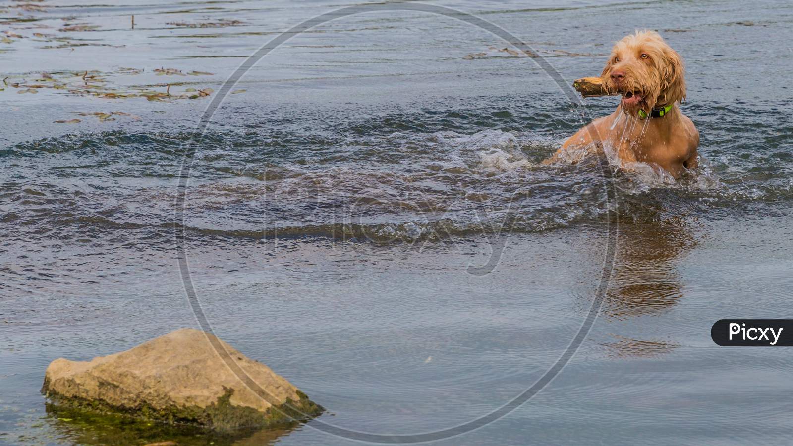 Beautiful Wirehaired Vizsla Dog Playing In The River With A Piece Of Wood In Its Snout