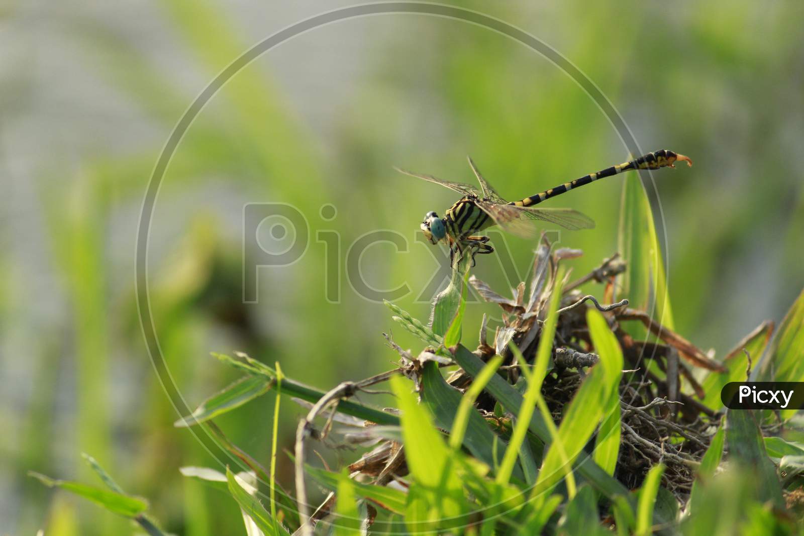 Dragonfly sitting on grass