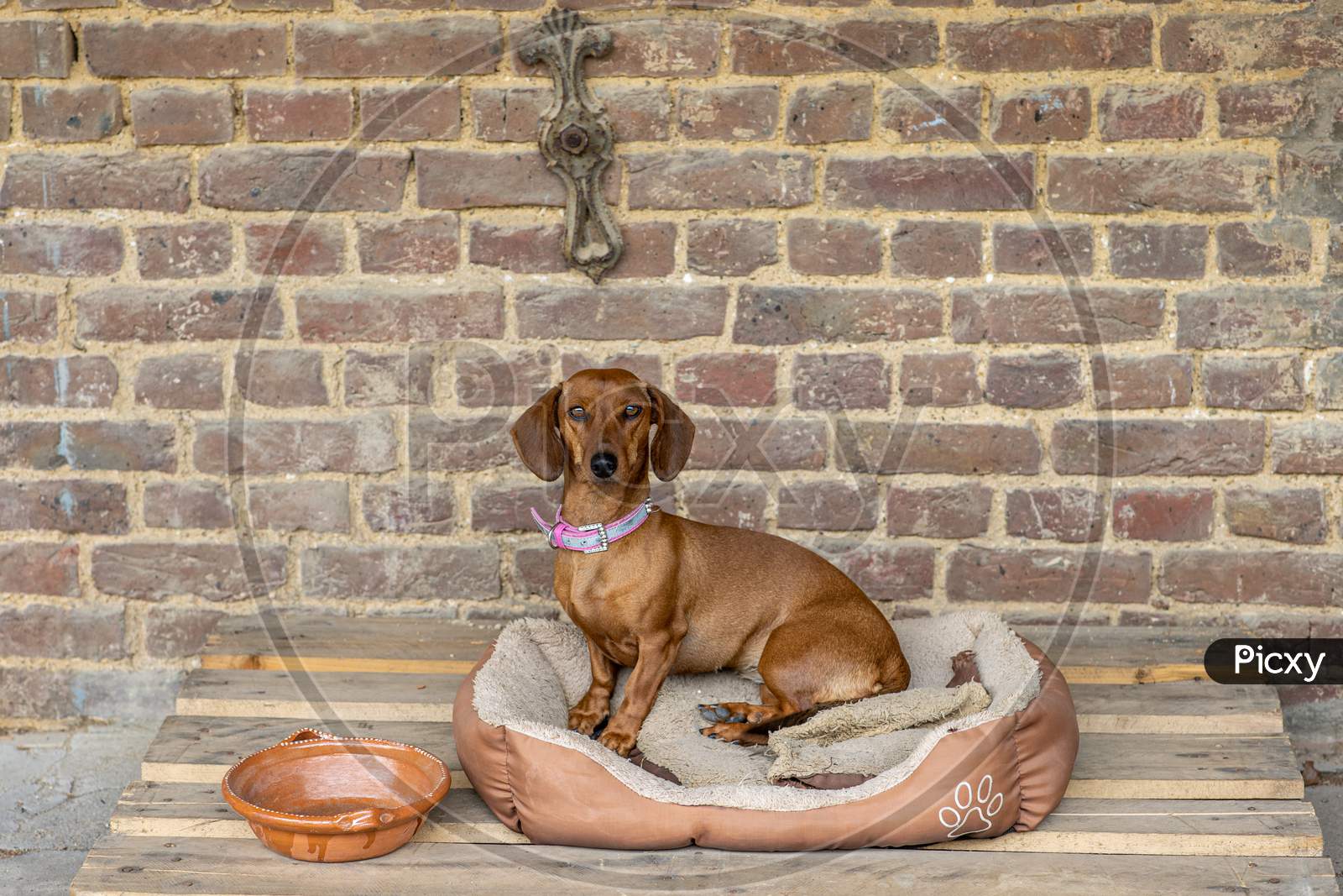 Brown Dachshund Dog Looking At The Camera Sitting On His Weathered Bed Next To A Clay Pot That Is On A Wooden Pallet With An Old Brick Wall With An Old Blacksmith Ornament In The Background
