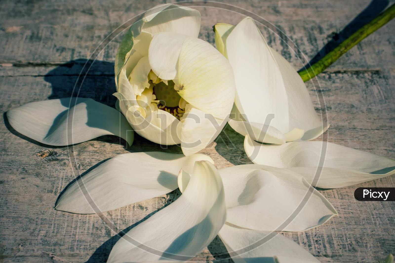 White Lotus Flower On Wooden Surface With Selective Focus, Perfect For Wallpaper