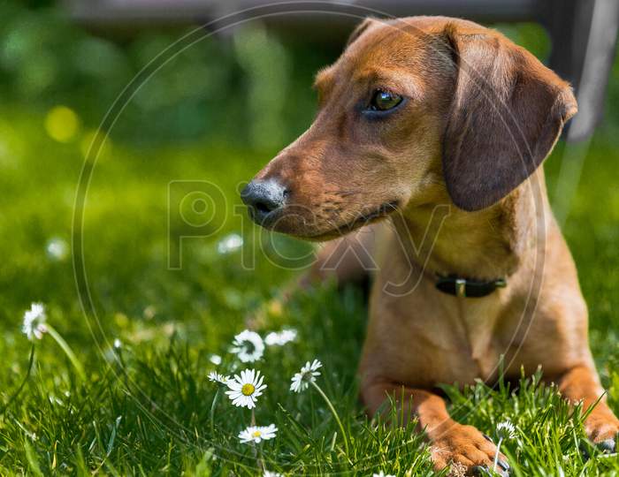 Beautiful Dachshund Attentive And Lying On The Green Grass With A Small White Flowers Next To It On A Sunny Day With A Blurred Background