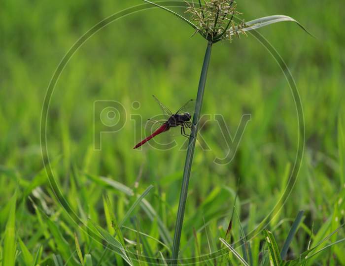 Red Dragonfly sitting on grass