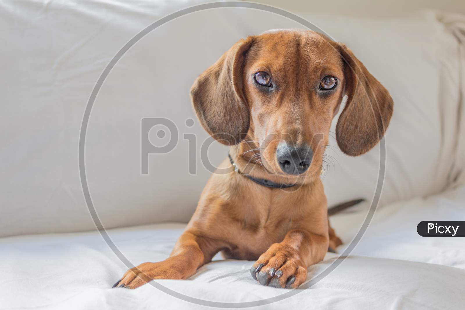 Dachshund Puppy Staring At You On A Sofa In White Background, Copy Space Or Space For Text