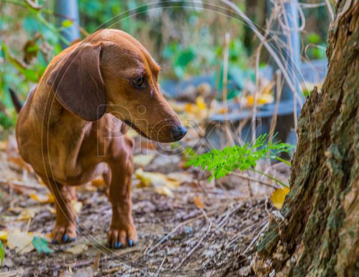 Young Light Brown Sausage Dog Or Dachshund Very Attentive In The Middle Of The Forest With A Blurred Background