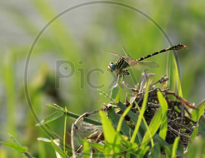Dragonfly sitting on grass