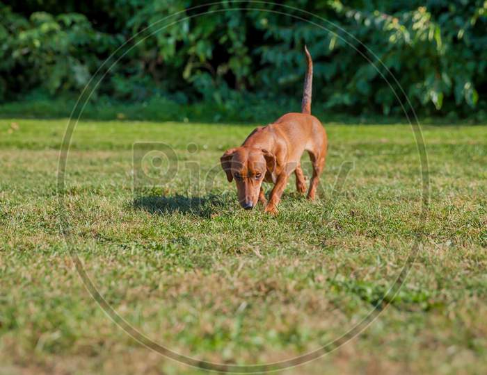 Profile Of A Playing Dachshund On A Green Meadow With A Green Blurred Background On Wonderful And Sunny Day, Copy Space