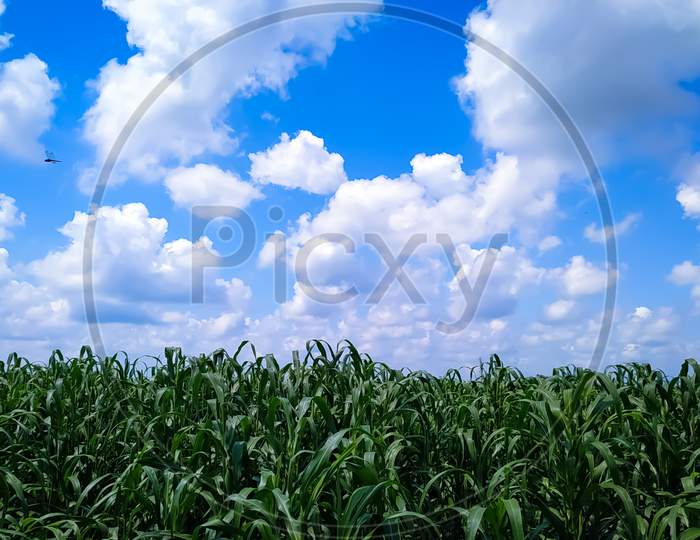 Millet Plants Field Against A Blue Sky