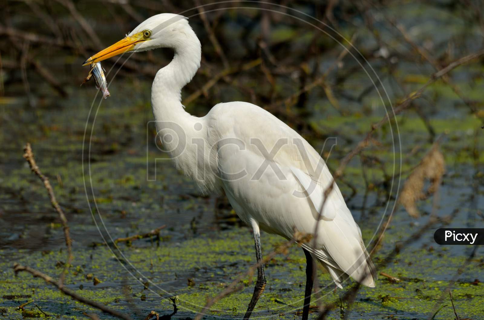 Egret With Fish Preying