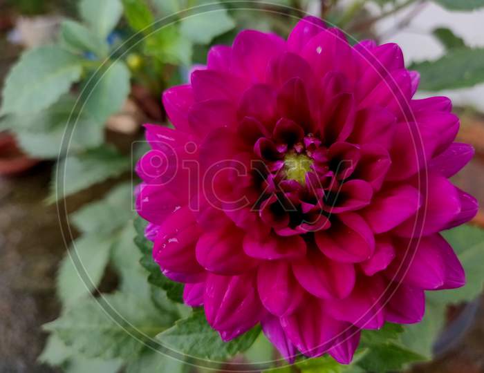 Beautiful Dahlia Pinnata Flower About To Blossom