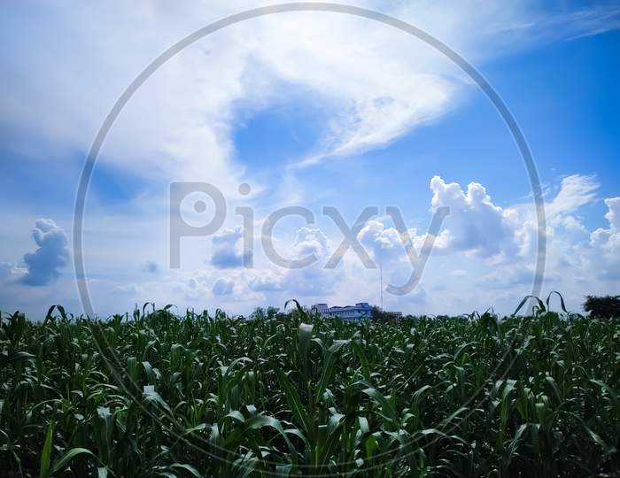 Plants Of Millet On Field  Under Blue Sky