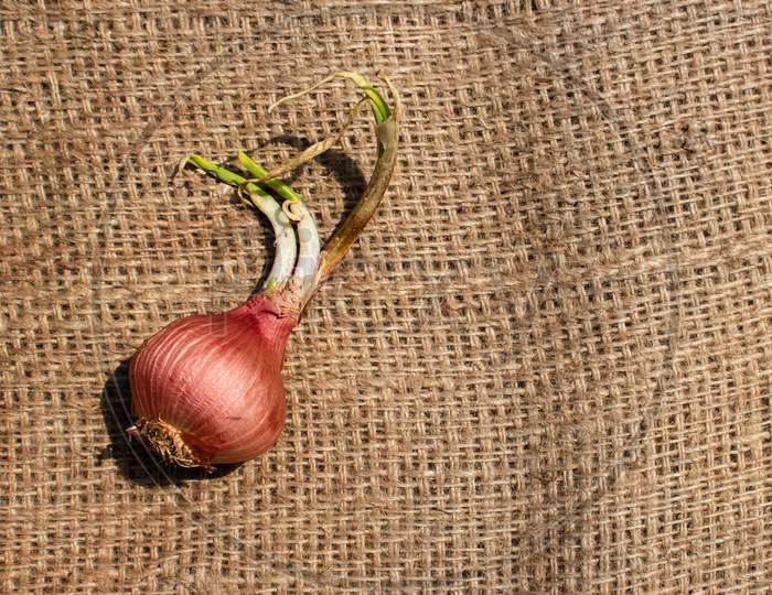 Sprouted Onion Isolated On Burlap Background With Copy Space For Text Writing