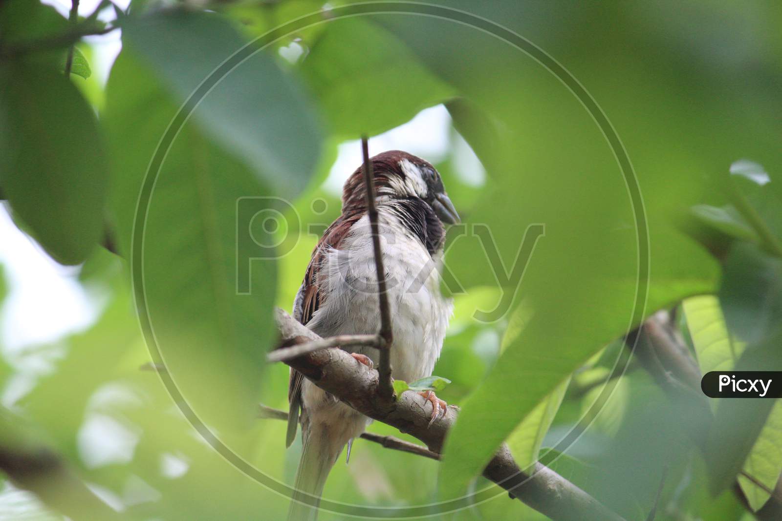 Male Sparrow sitting on tree