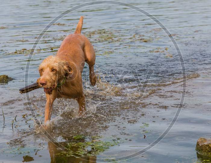 Beautiful Wirehaired Vizsla Dog Running On Water With A Piece Of Wood In Its Snout On An Active Day Enjoying Nature