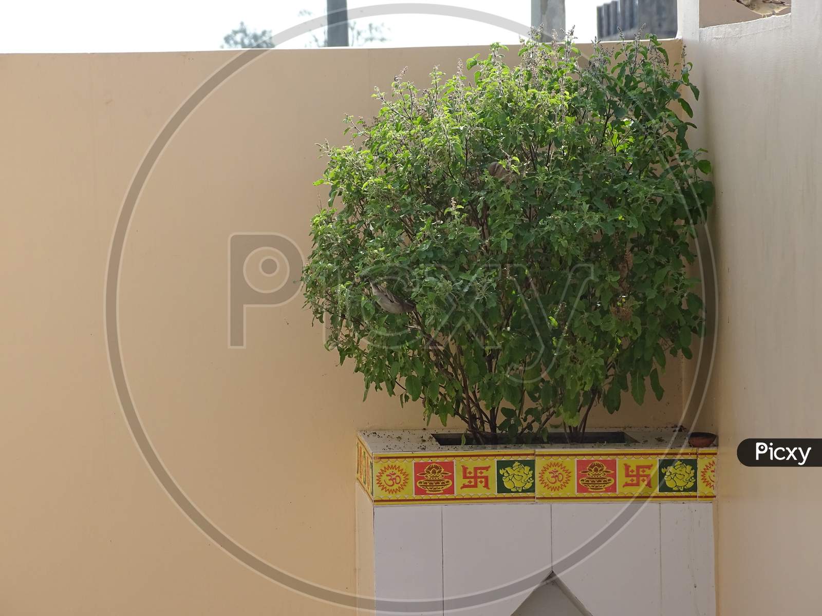 Tulsi plant in a house