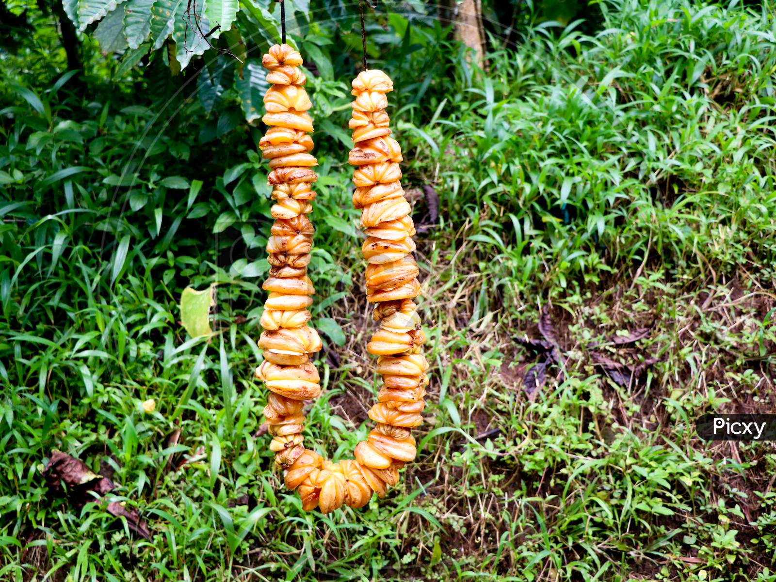 Chain Of Cut Brindle Berry Or Malabar Tamarind Hung For Drying.