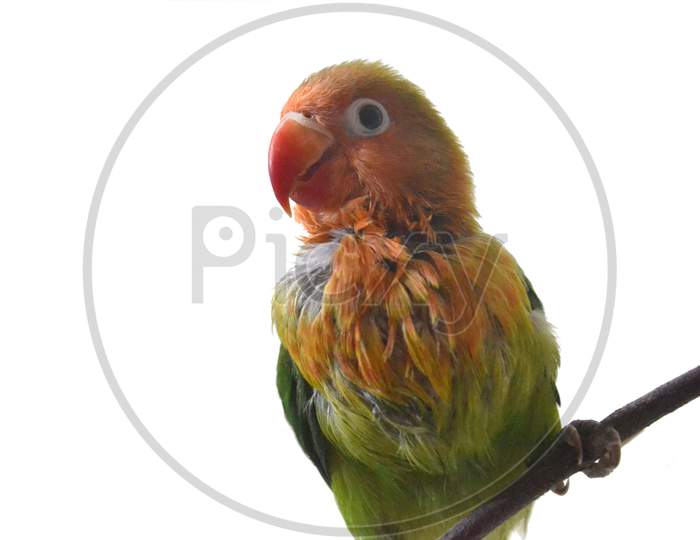 Close Up Of Lovebird With Orange And Green Feather Combination