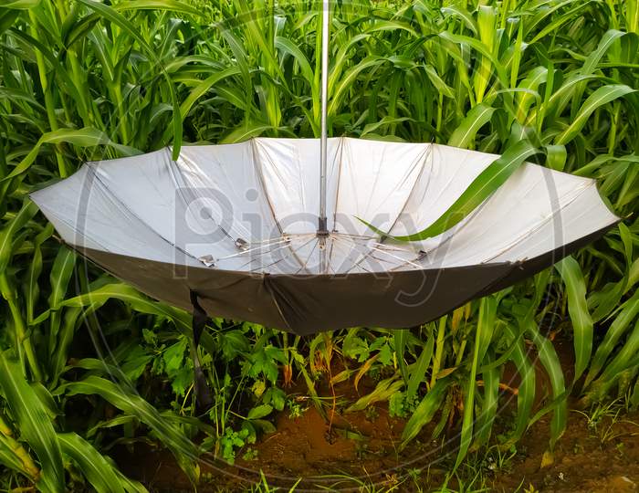 Umbrella Hanging Upside Down In The Field
