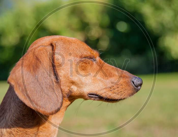 Profile Of A Dachshund Closing Its Eyes Enjoying The Sun On A Wonderful Day In The Park