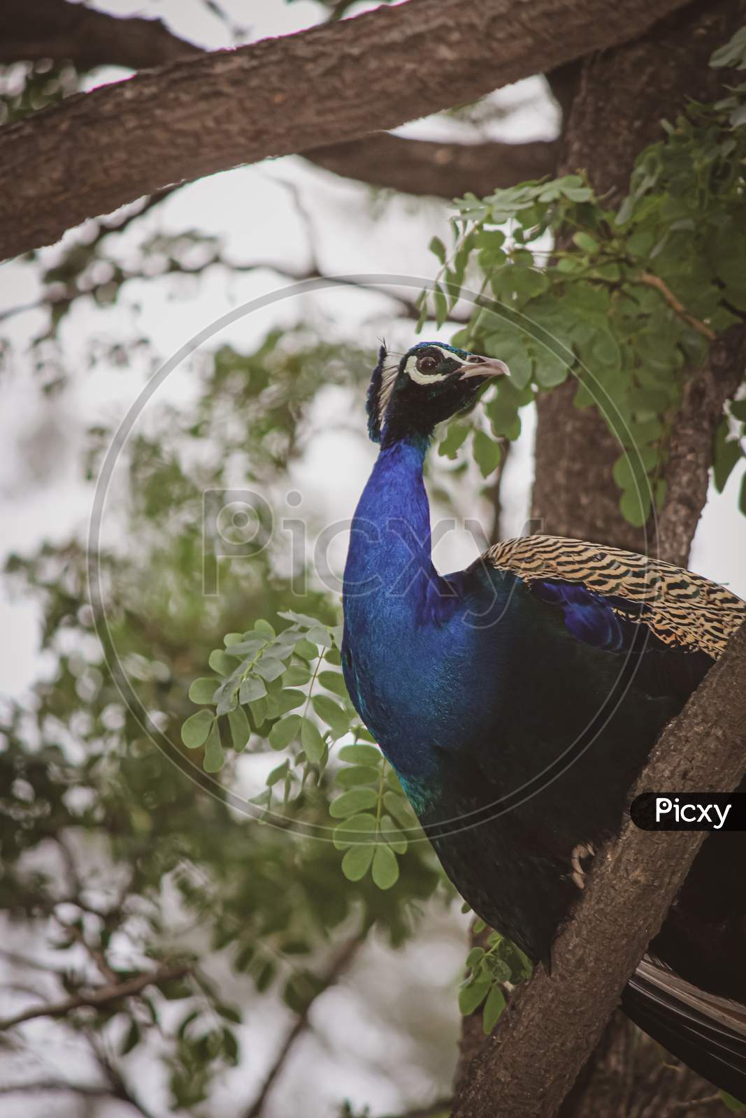 macro shot of peacock on the tree