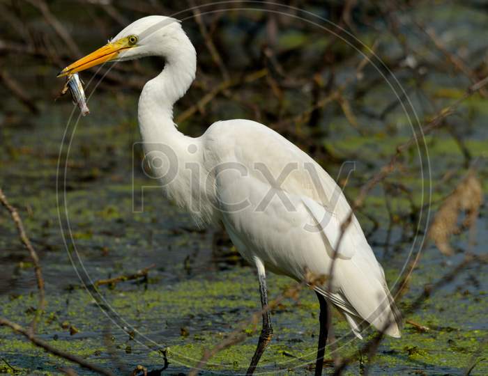 Egret With Fish Preying