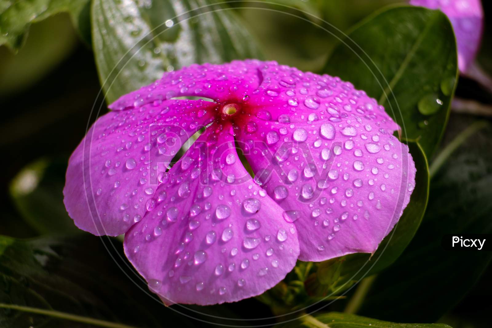 Water Droplets On Madagascar Periwinkle Flower With Selective Focus, Perfect For Wallpaper