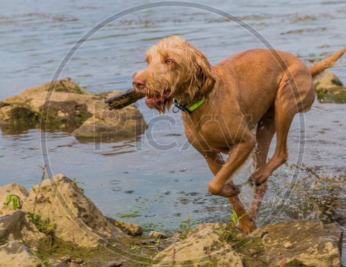 Wirehaired Vizsla Dog Running On Water And Stones With A Piece Of Wood In Its Snout On An Active Day Enjoying Nature