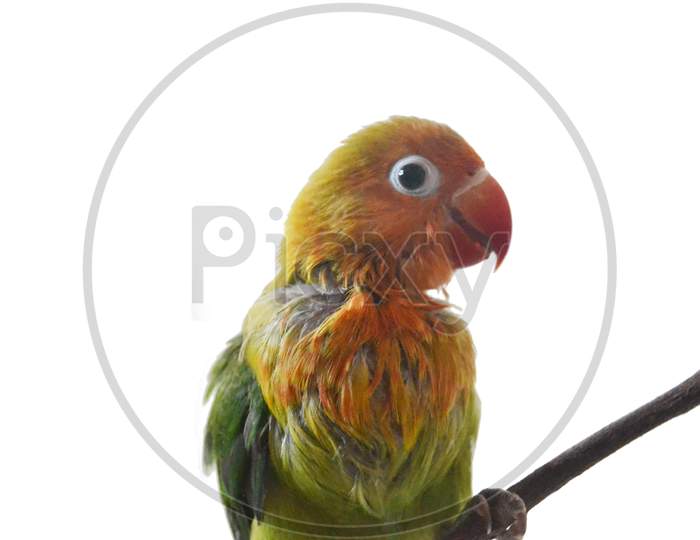 Close Up Of Baby Lovebird Has Incomplete Feather Standing On Branches