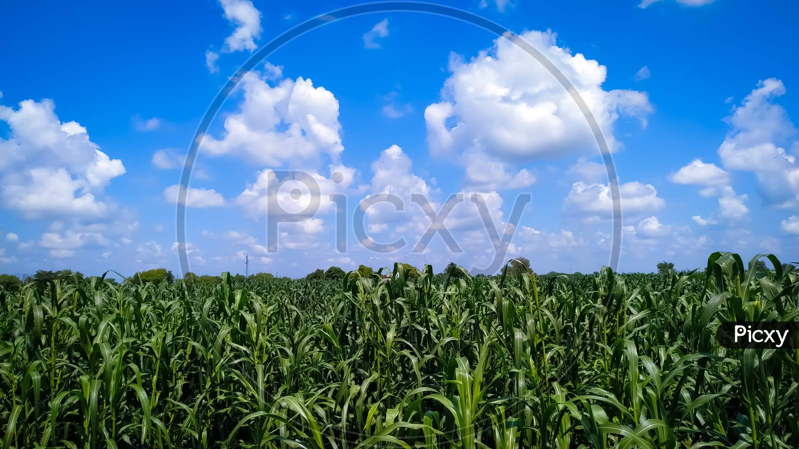 Plants Of Millet On Field Under Blue Sky