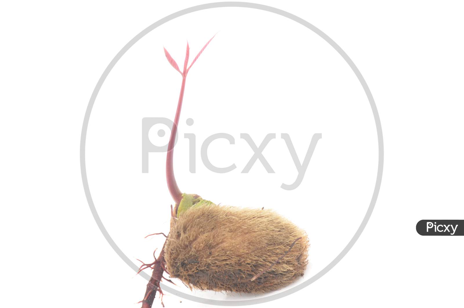 seed,growth,growing,nature,background,concept,organic,leaf,germ bud,spring,agriculture,environment,natural,small,mango,green,isolated,plant,garden,tree,young,life,germinating,fresh,white,new,botany,kernel,tree branch,dirtied,gardening,fragility,conceptual,grow,1,healthy,dirt,success,earth,ecology,be