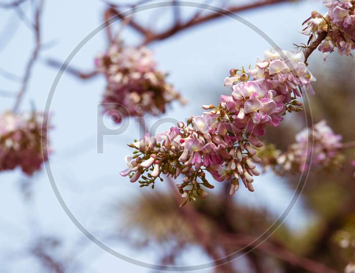 Bunch Of Gliricidia Sepium Flowers Or Quick Stick Flowers With Selective Focus, Perfect For Wallpaper