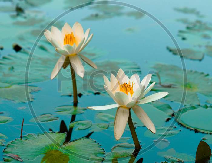 Floating Lotus Flowers Pond a beautiful white lotus in ponds wide photo