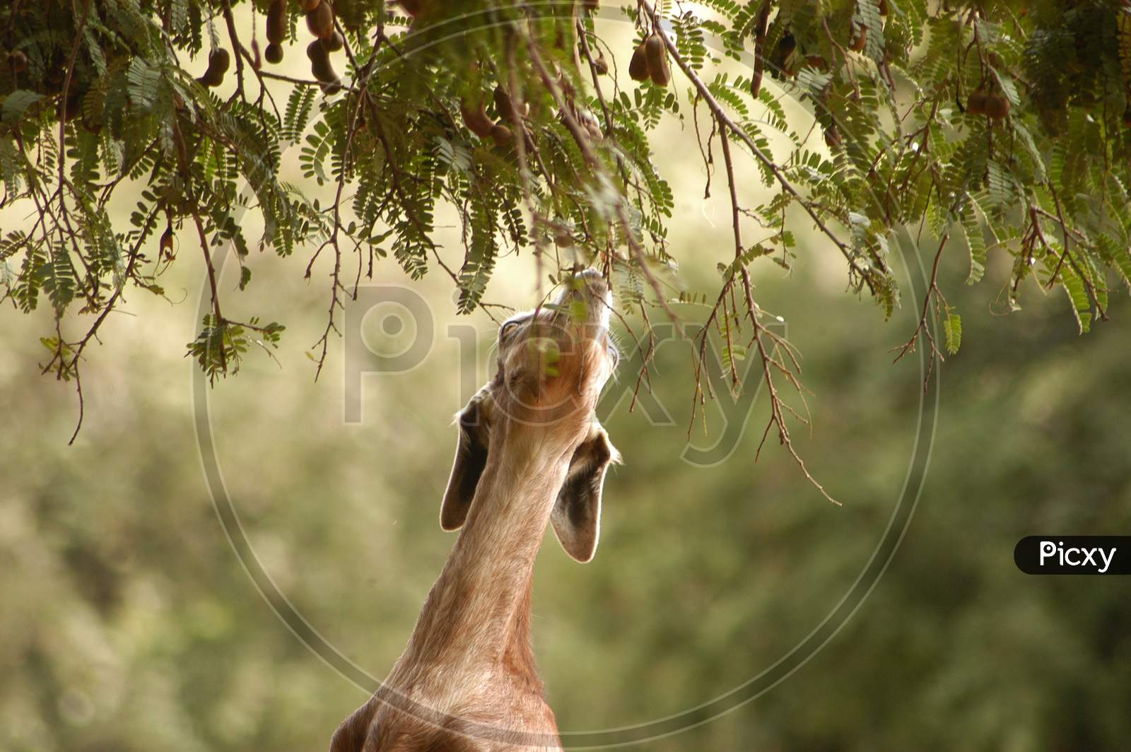 Goat eating on Tree
