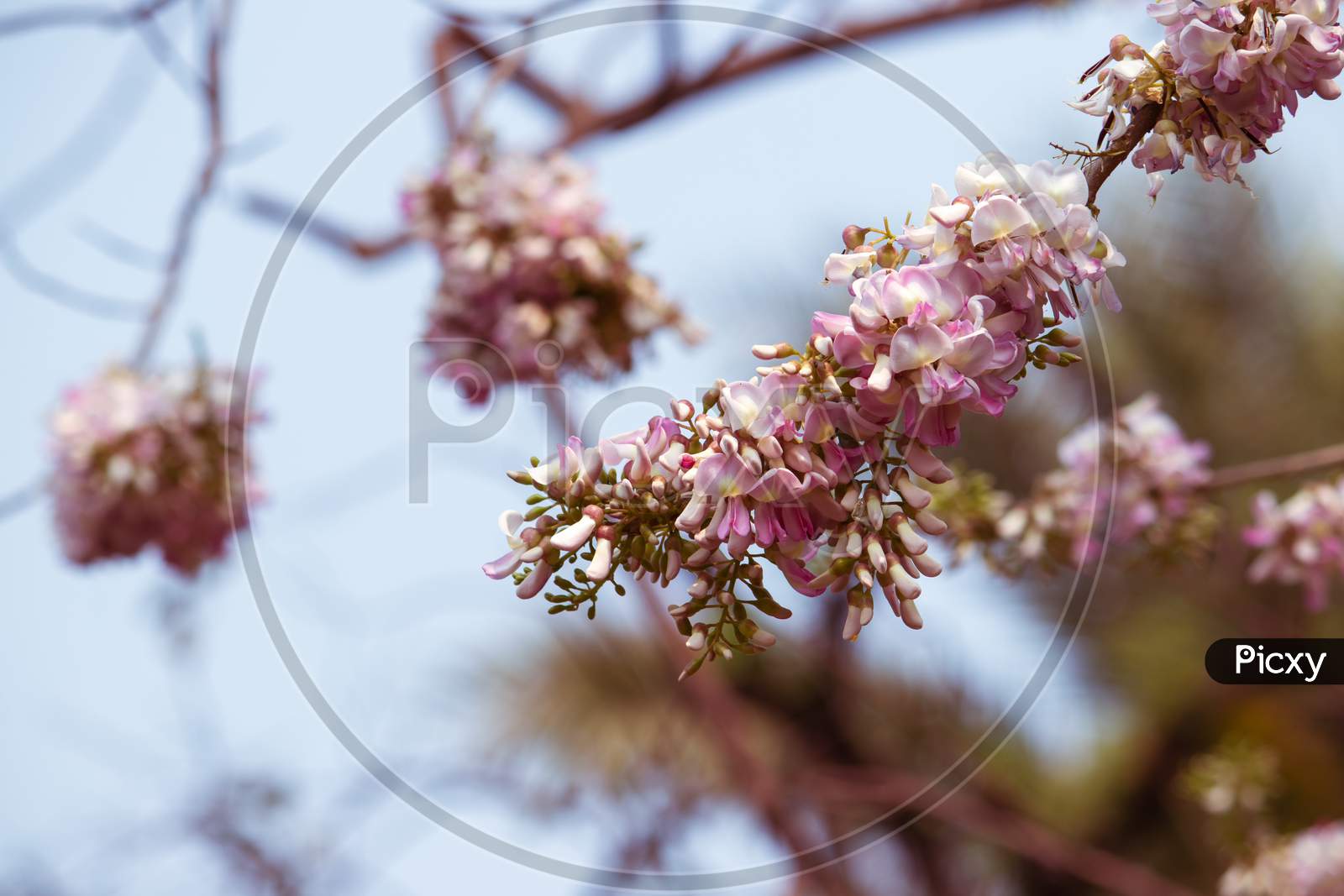 Bunch Of Gliricidia Sepium Flowers Or Quick Stick Flowers With Selective Focus, Perfect For Wallpaper