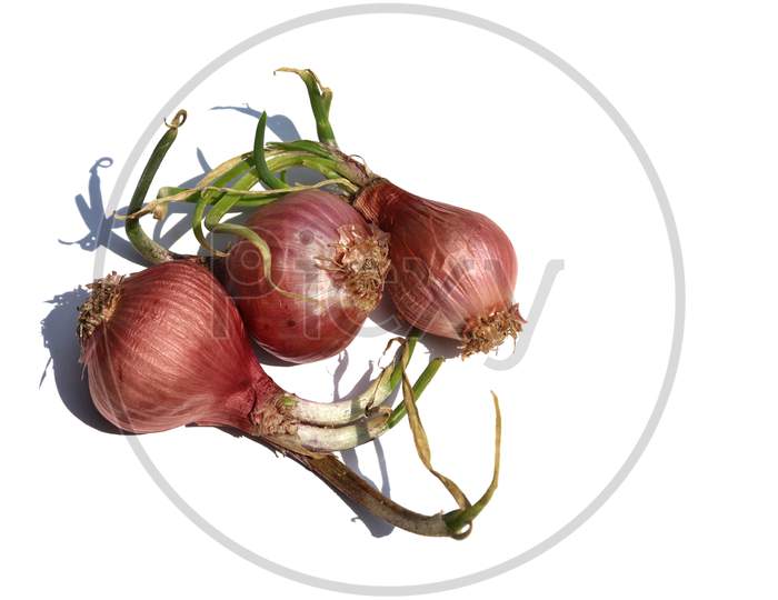 Sprouting Onions Isolated On White Background