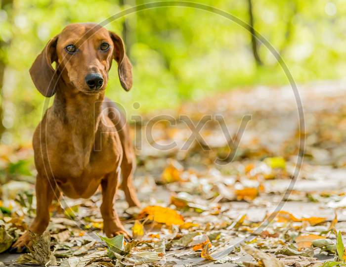 Dachshund Walking In The Forest On A Sunny Autumn Day In Voerendaal South Limburg In The Netherlands Holland, Copy Space And Space For Text