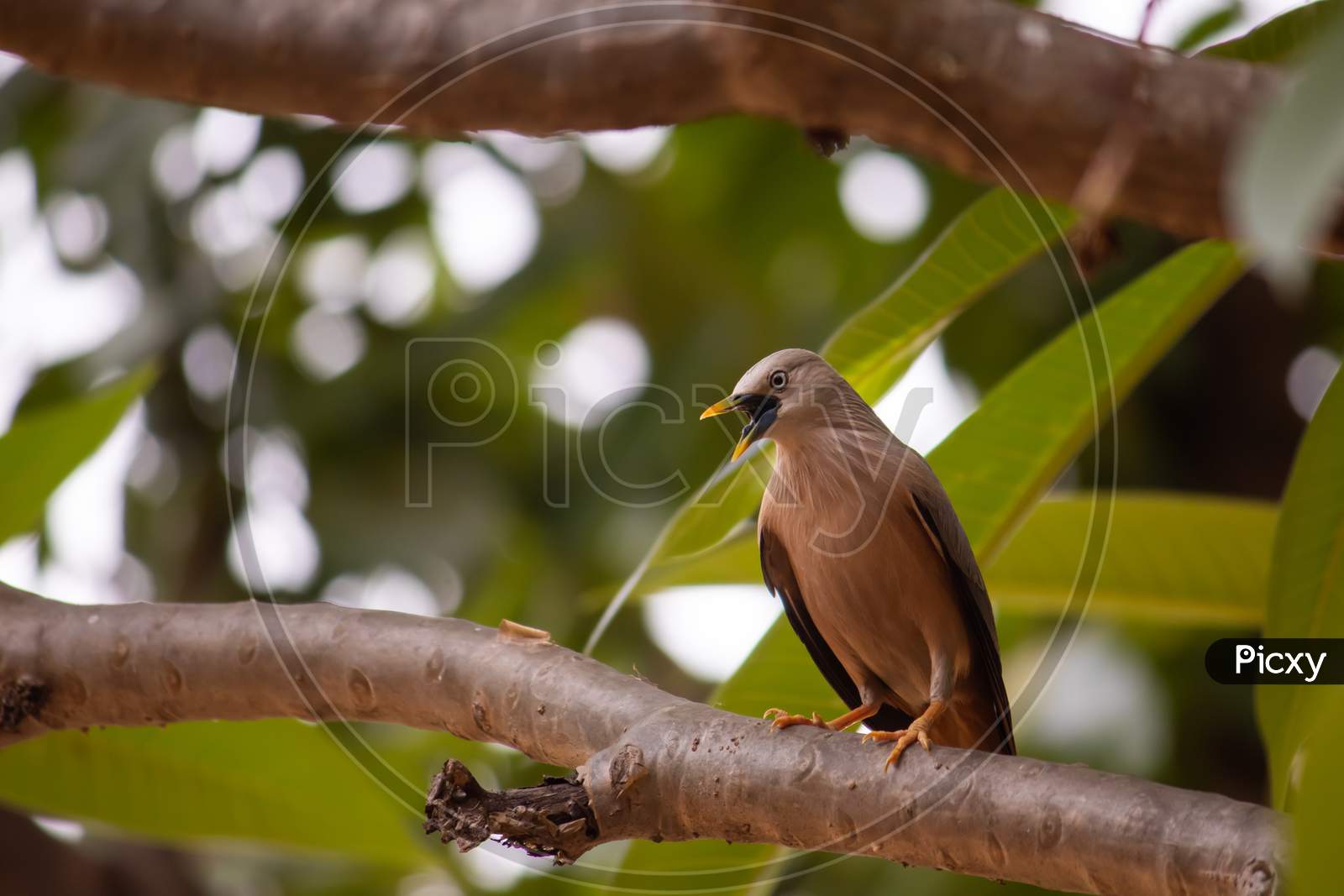 Chestnut Tailed Starling Bird Or Grey Headed Myna Sitting On A Branch With Selective Focus