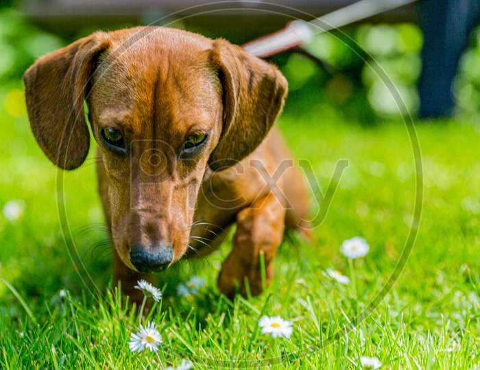 Beautiful Dachshund Puppy Walking On Green Grass With Daisies Flowers In A Park In The Netherlands