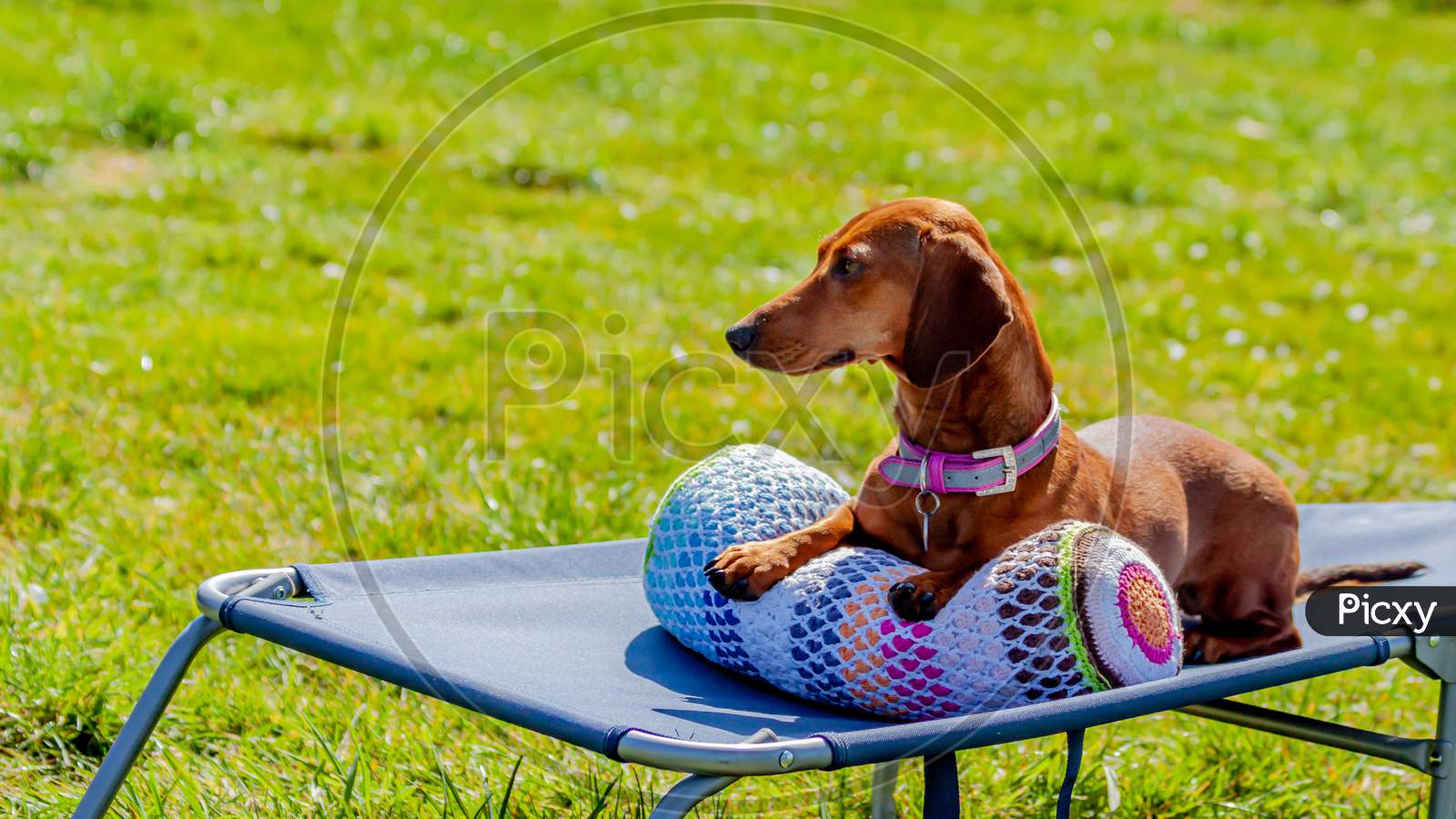 Beautiful Brown Dachshund Looking And Sitting Comfortably In A Sunbathing Lounge Chair In A Garden With Green Grass, Beautiful And Sunny Spring Day In Oensel South Limburg In The Netherlands