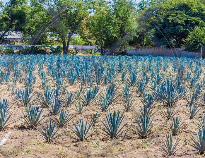 Beautiful View Of An Blue Agave Plantation In Tequila Jalisco Mexico With Trees In The Background On A Wonderful And Sunny Day
