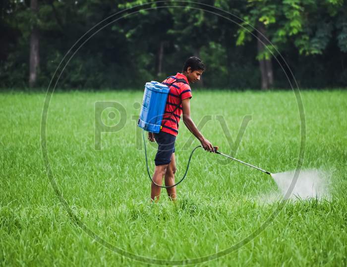 Pesticide spray in paddy field