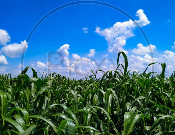The Pearl Millet Plants Under The Blue Sky