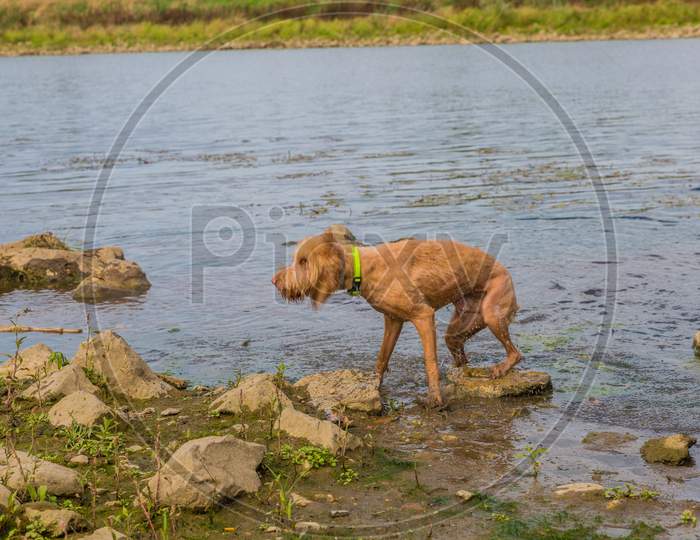 Wirehaired Vizsla Dog Shaking The Water On An Active Day Enjoying Nature