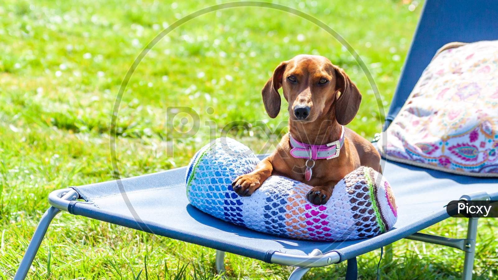 Relaxed Dachshund Sitting Comfortably On A Cushion In A Sunbathing Lounge Chair In A Garden With Green Grass, Wonderful And Relaxed Spring Day In Oensel South Limburg In The Netherlands