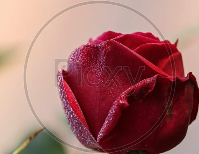 single red rose with water drops
