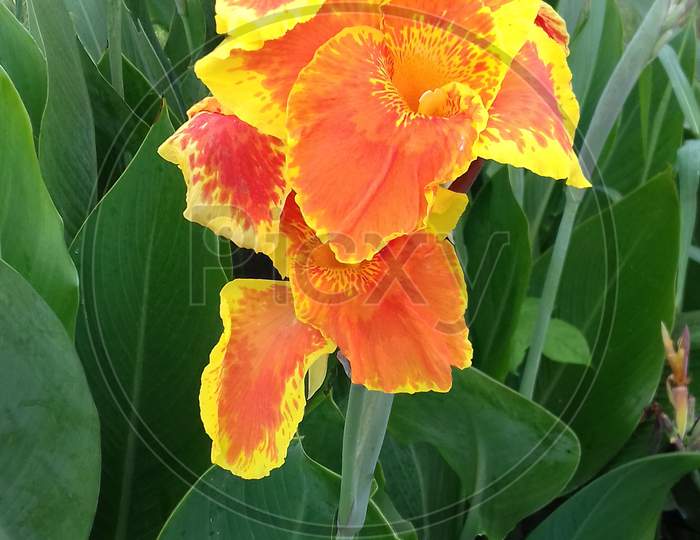 Canna Lily  flower - image